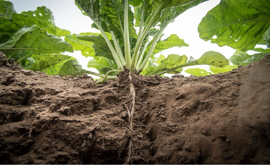 Regeneración de suelos degradados por pesticidas