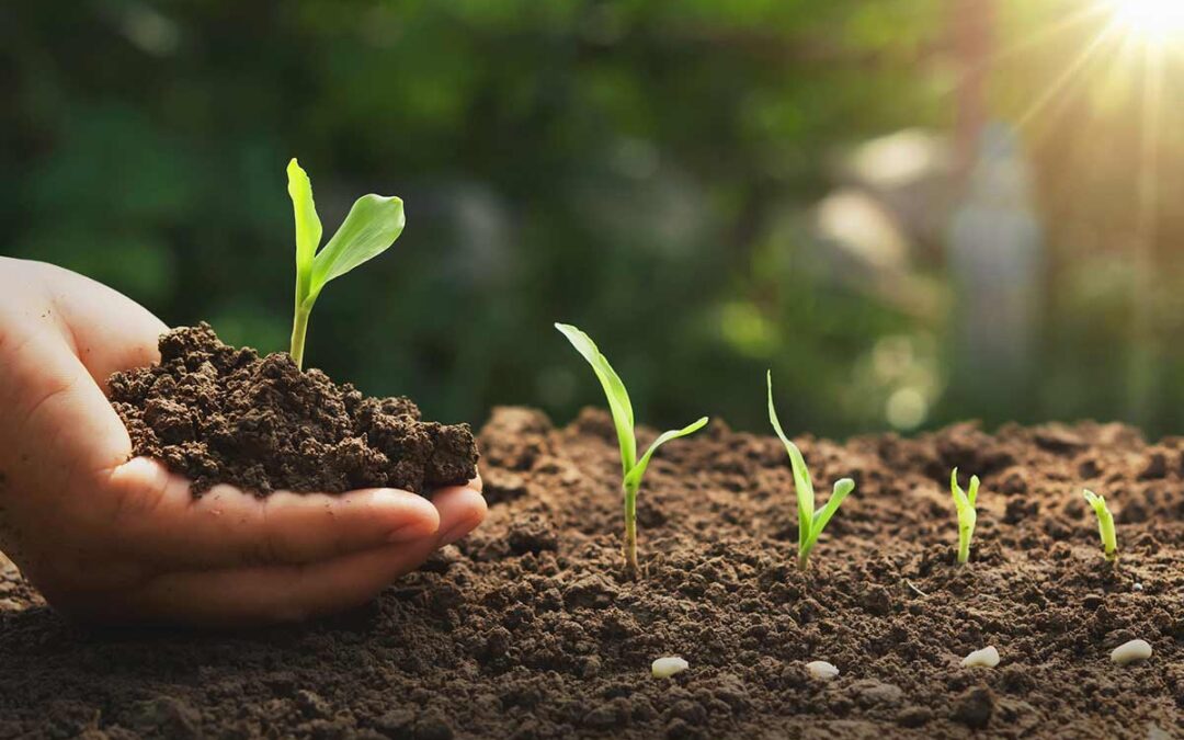 Suelo sano, cultivos abundantes: Todo lo que necesitas saber